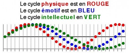 biorythmes2.jpg