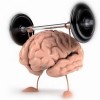 muscucerveau.jpg